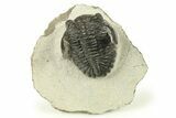 Bargain, Hollardops Trilobite Fossil - Ofaten, Morocco #272463-1